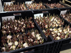 Highlighted image: CATT in het (broei)bakkie!